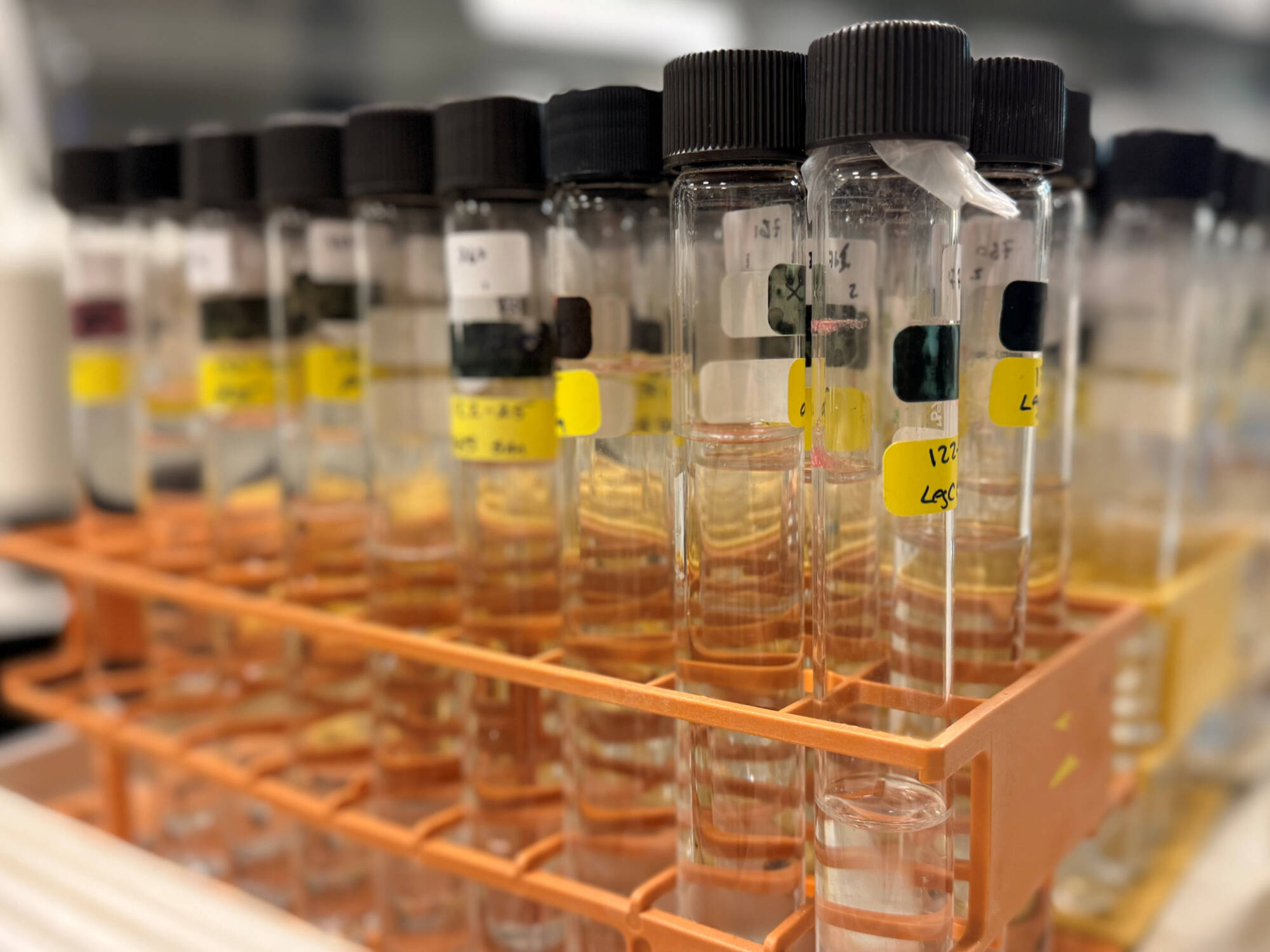 A rack of test tubes containing water samples.